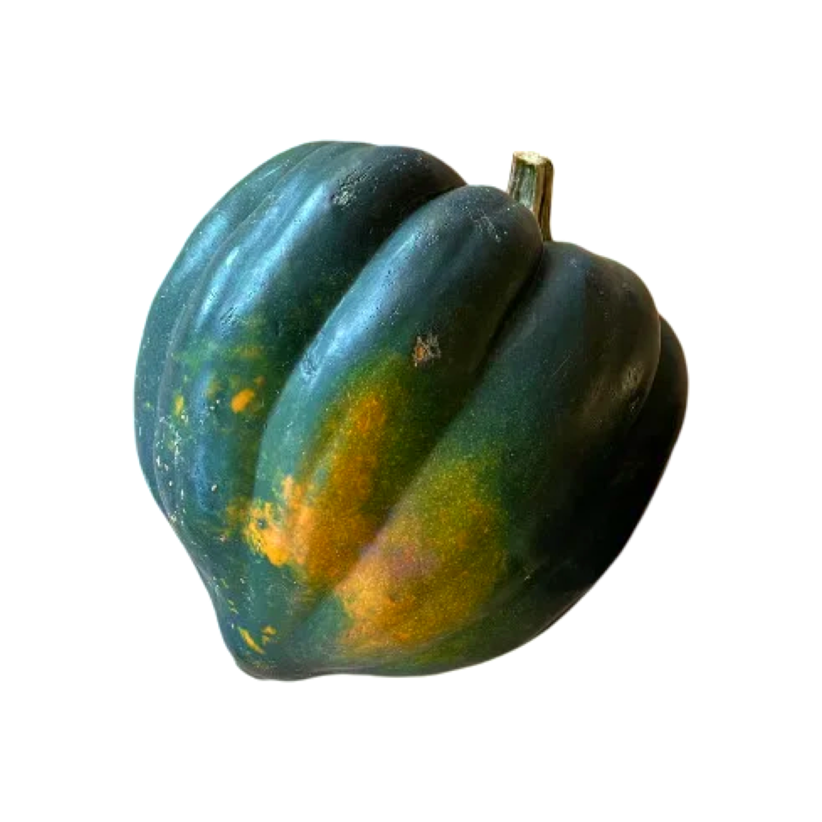 ACORN SQUASH