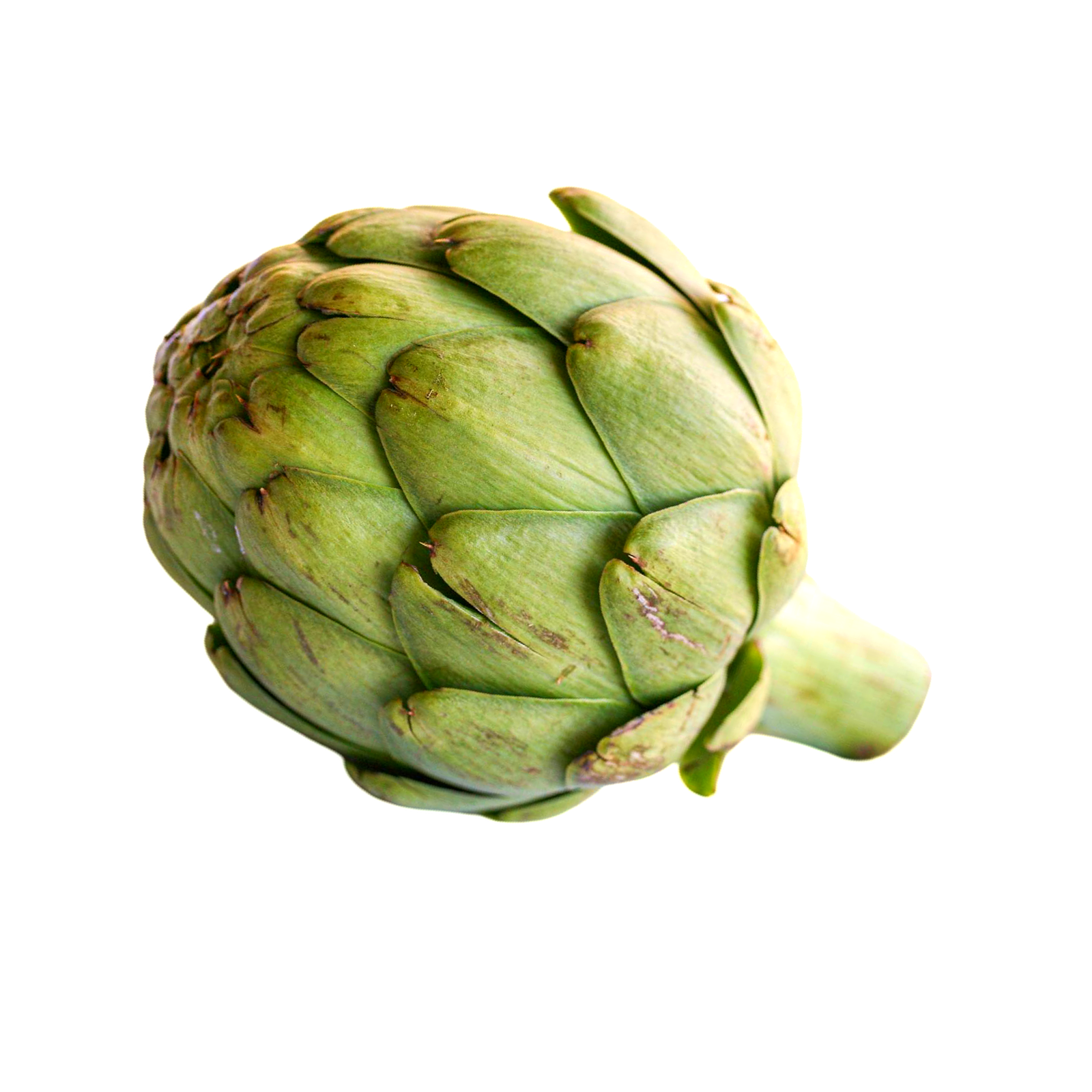 ARTICHOKE FRESH LARGE