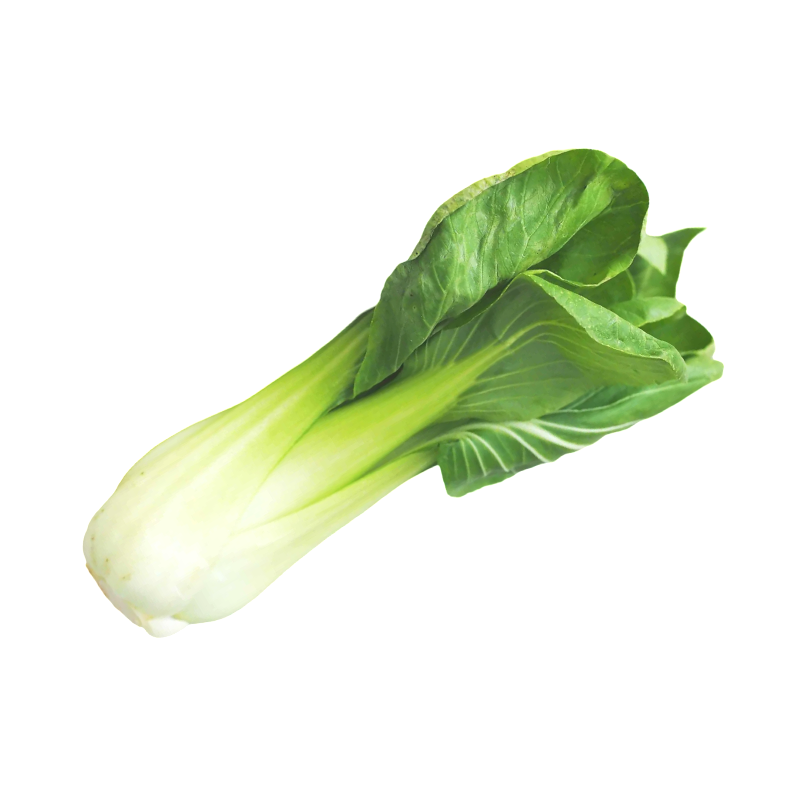 BOK CHOY