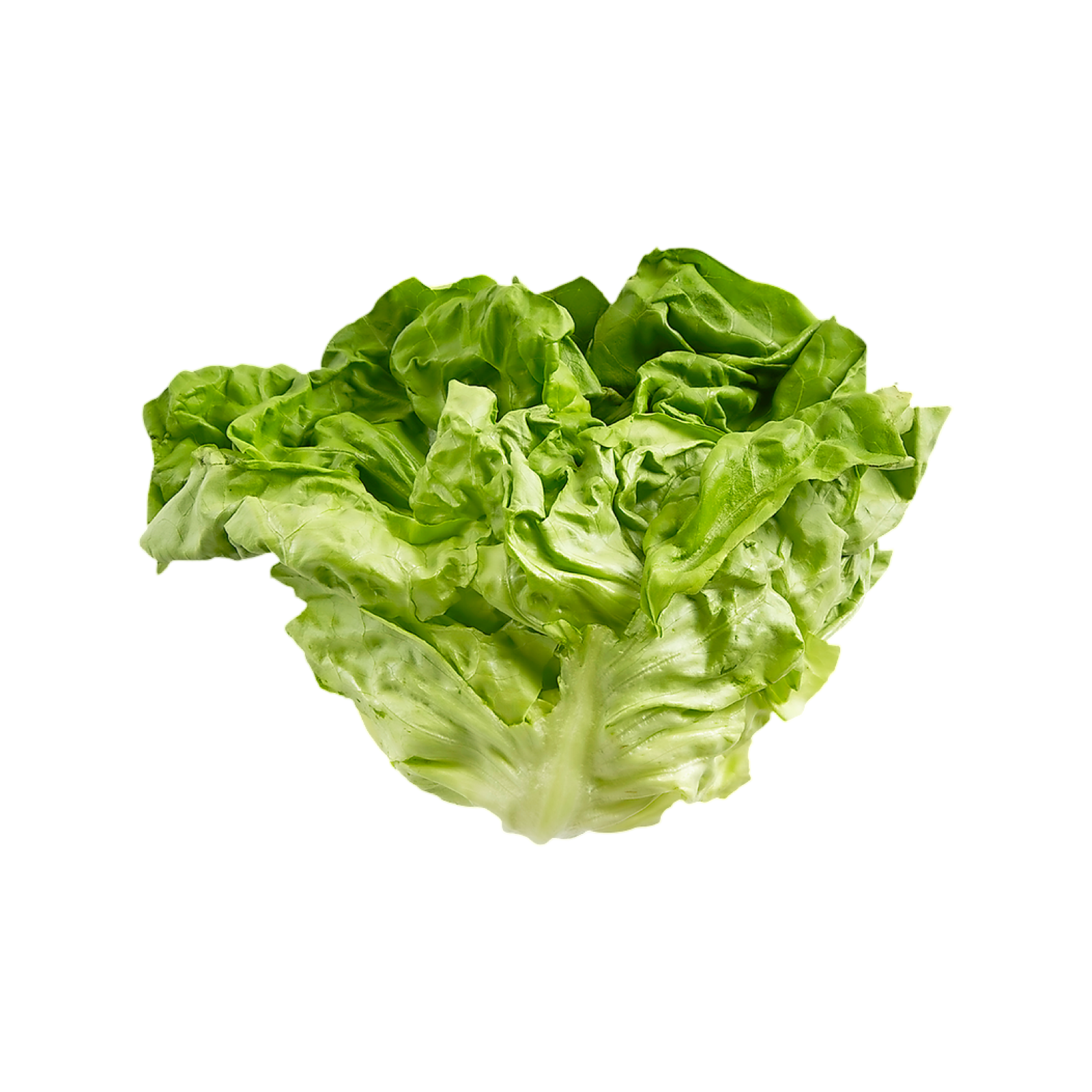 BOSTON LETTUCE