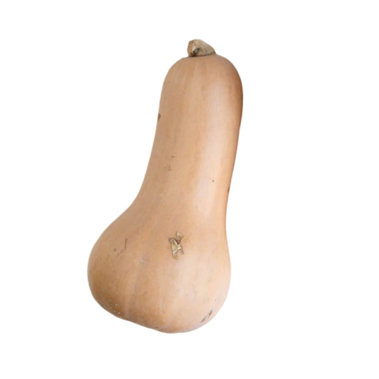 BUTTERNUT SQUASH