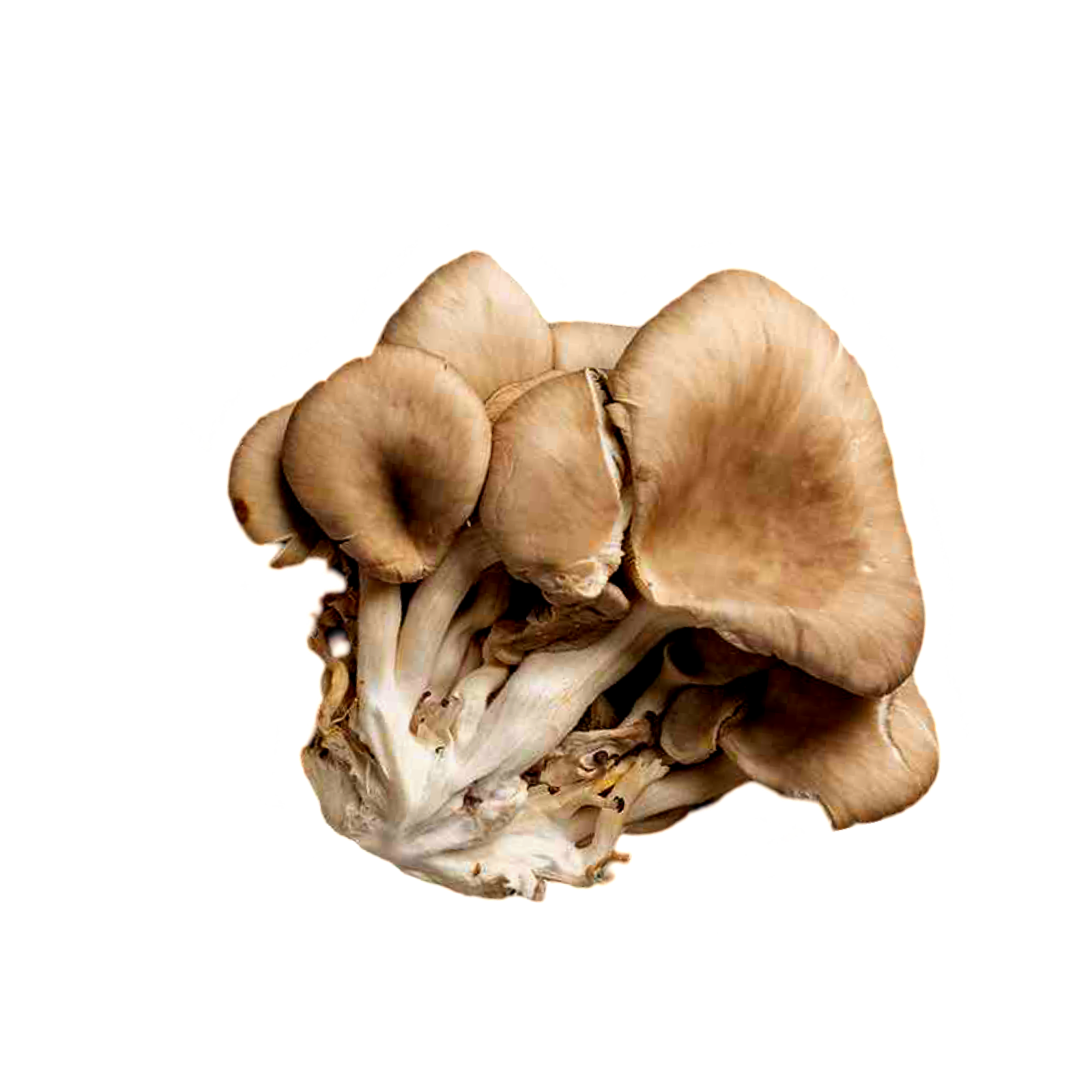 MUSHROOM OYSTER