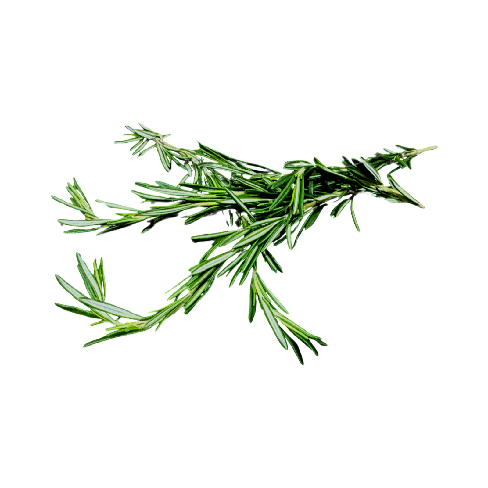 ROSEMARY SPLIT 2 BUNCH