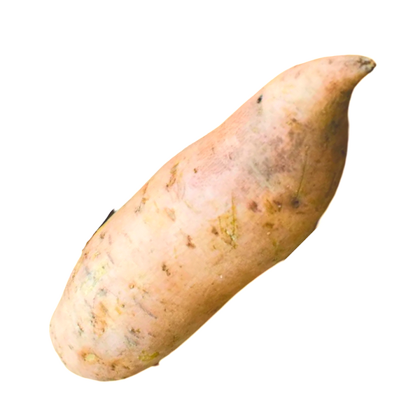 YAMS JUMBO 40 LB